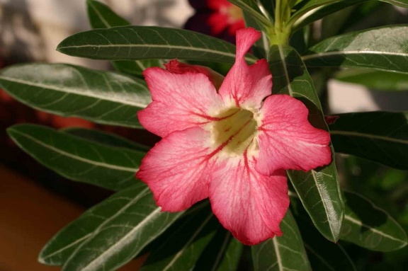 Adenium cvStar Of Red Sparcles