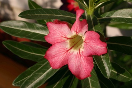 Adenium cvStar Of Red Sparcles