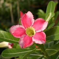 Adenium cv Beauty Cloud