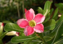 Adenium cv Beauty Cloud