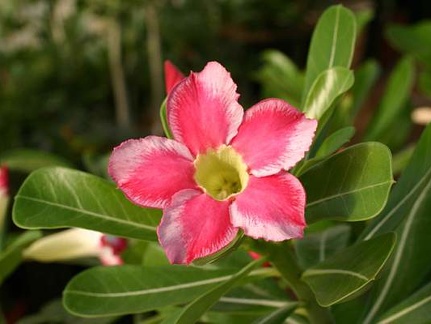 Adenium cv Beauty Cloud