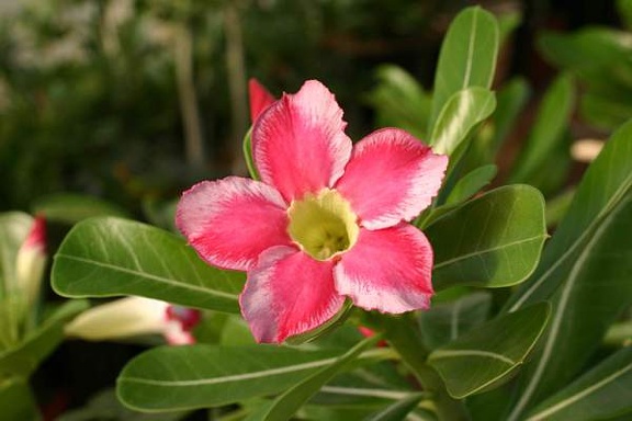 Adenium cv Beauty Cloud