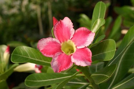 Adenium cv Beauty Cloud