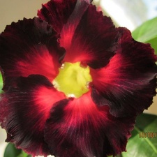 Adenium cv Black Asia