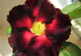 Adenium cv Black Asia