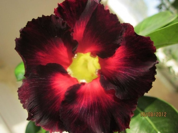 Adenium cv Black Asia