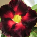 Adenium_cv_Black_Asia.jpg