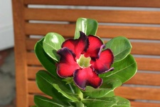 Adenium cv Black Beauty