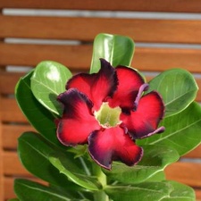 Adenium cv Black Beauty