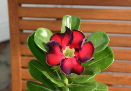 Adenium cv Black Beauty