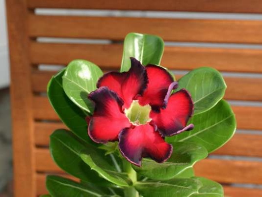 Adenium cv Black Beauty