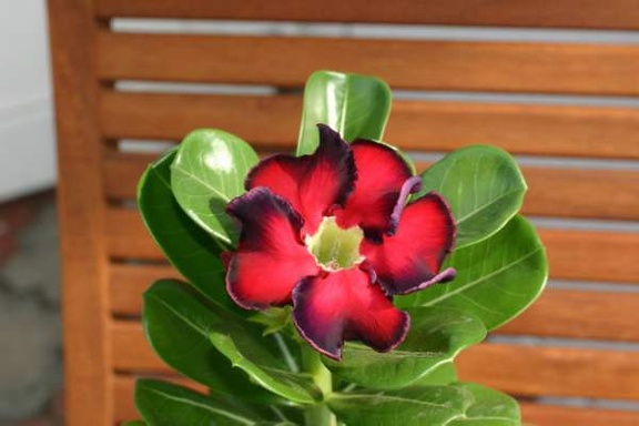 Adenium cv Black Beauty
