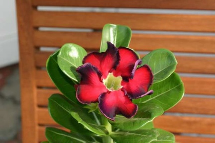 Adenium cv Black Beauty