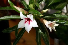 Adenium cv Canary Bird Peach