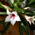 Adenium cv Canary Bird Peach