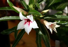 Adenium cv Canary Bird Peach