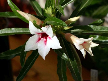 Adenium cv Canary Bird Peach