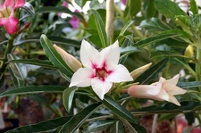 Adenium cv Canary Bird Peach 2