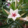 Adenium cv Canary Bird Peach 2