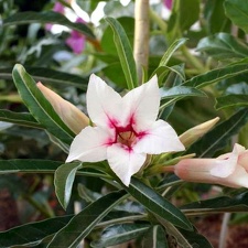 Adenium cv Canary Bird Peach 2