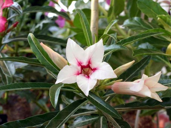 Adenium cv Canary Bird Peach 2