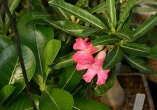 Adenium cv Dance Of Batterfly 1