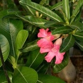 Adenium cv Dance Of Batterfly 1