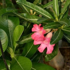 Adenium cv Dance Of Batterfly 1