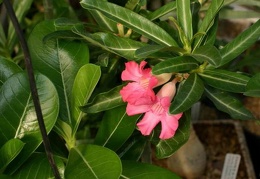 Adenium cv Dance Of Batterfly 1