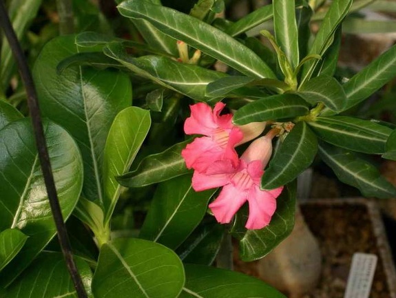 Adenium cv Dance Of Batterfly 1