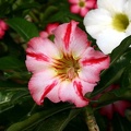 Adenium cv Dance Of Batterfly 2