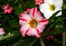 Adenium cv Dance Of Batterfly 2