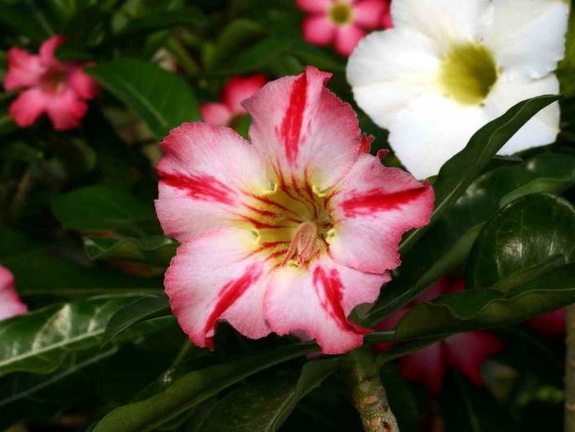 Adenium cv Dance Of Batterfly 2