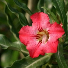 Adenium cv Dance Of Batterfly 3