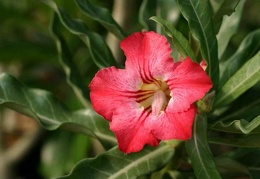 Adenium cv Dance Of Batterfly 3