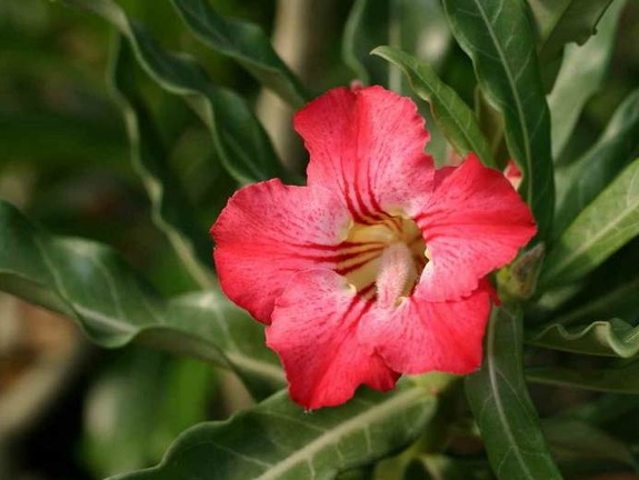 Adenium cv Dance Of Batterfly 3