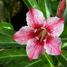 Adenium cv Dance Of Batterfly 4