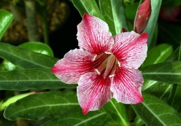 Adenium cv Dance Of Batterfly 4