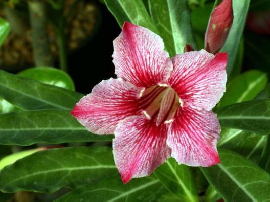 Adenium cv Dance Of Batterfly 4