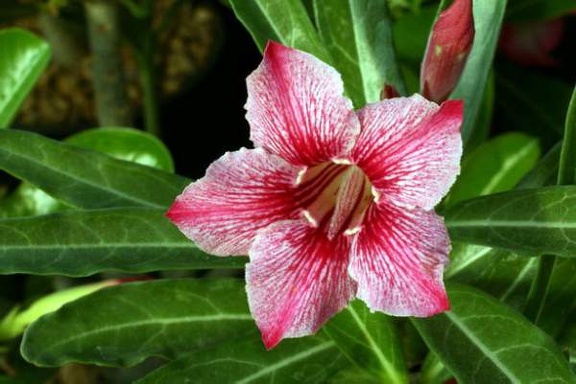Adenium cv Dance Of Batterfly 4