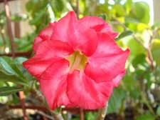Adenium cv Dang u Thai
