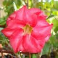 Adenium cv Dang u Thai