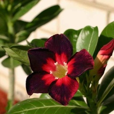 Adenium cv Dark Forest
