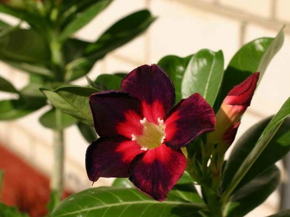 Adenium cv Dark Forest