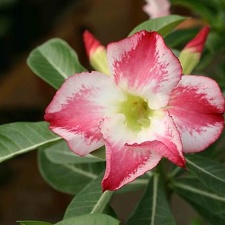 Adenium cv Fragrant Delight 1