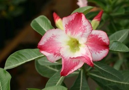 Adenium cv Fragrant Delight 1