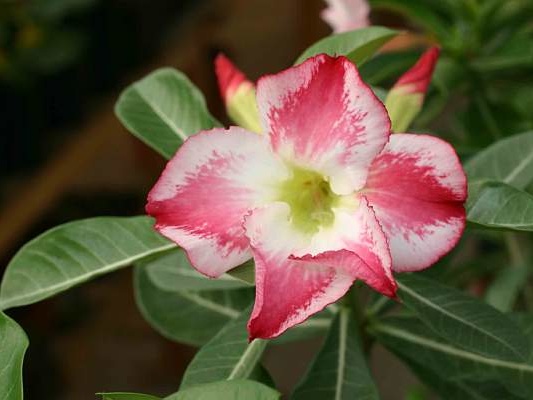 Adenium cv Fragrant Delight 1