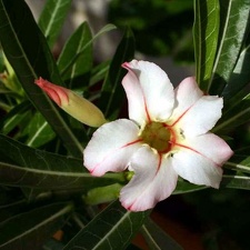 Adenium cv Garden Of Falling Star