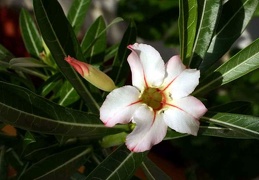 Adenium cv Garden Of Falling Star