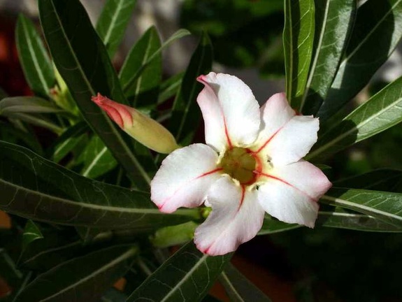 Adenium cv Garden Of Falling Star
